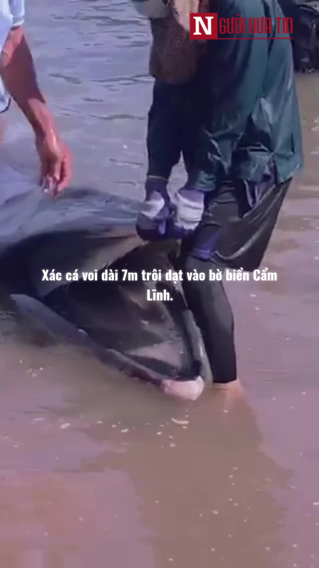 Dân sinh - Xác cá voi dài 7m trôi dạt vào bờ biển Hà Tĩnh