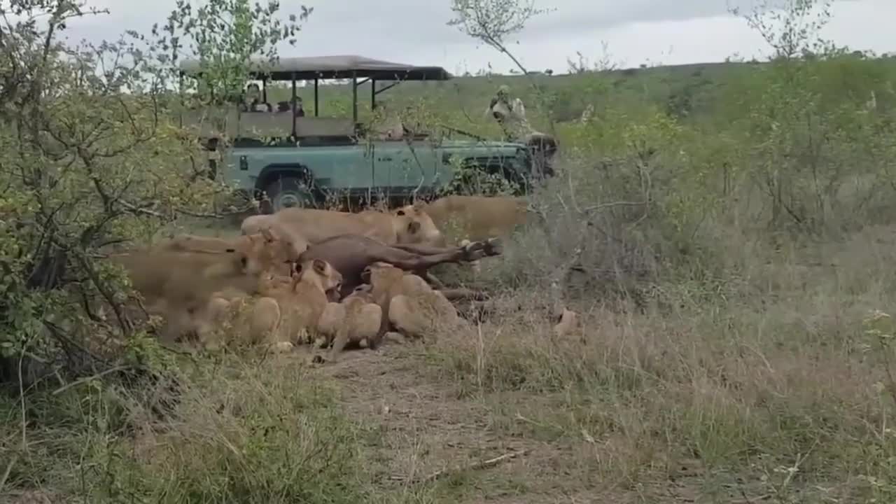 Giải trí - Clip: Trâu rừng tưởng chết bỗng bật dậy khiến bầy sư tử hoảng sợ