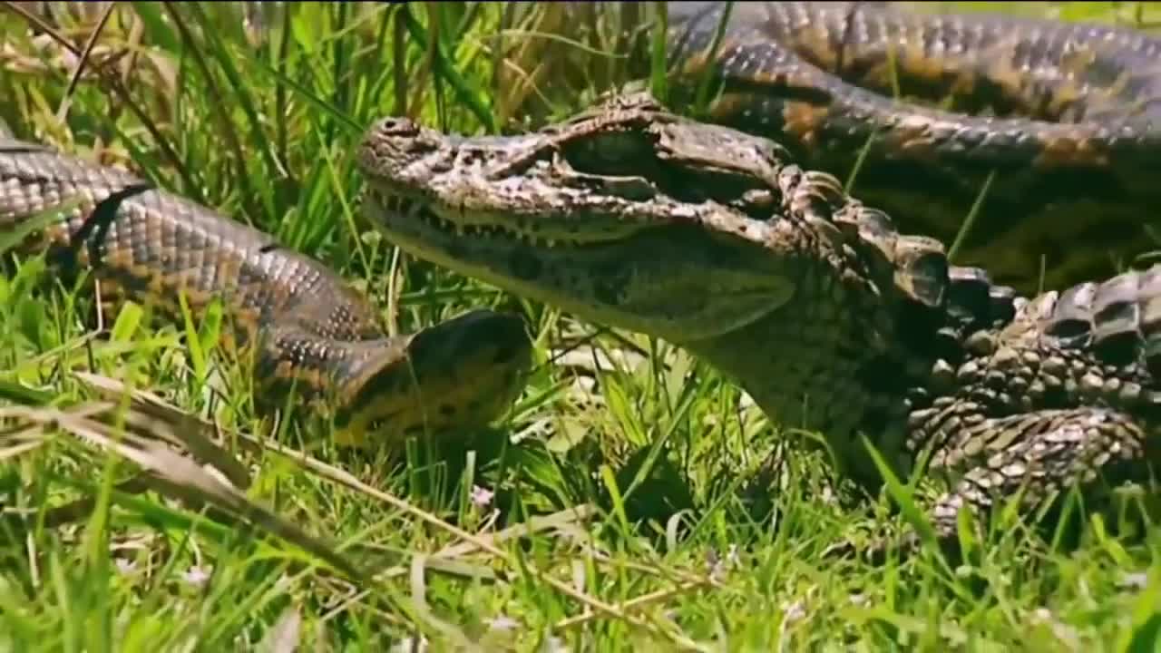 Giải trí - Clip: Tấn công cá sấu bất thành, trăn Anaconda bị quật tơi bời