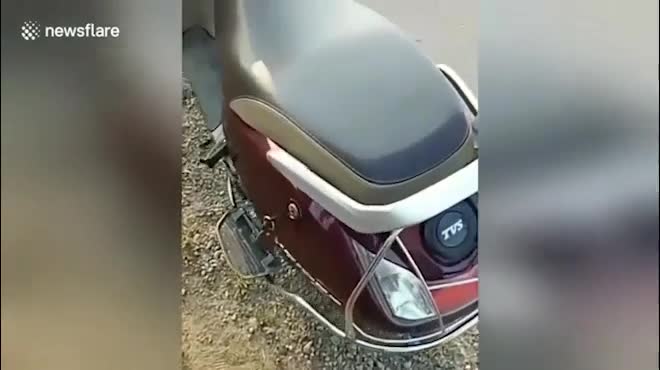 Mới- nóng - Clip: Hoảng hồn cảnh 3 con rắn hổ mang kịch độc ngóc đầu trong cốp xe