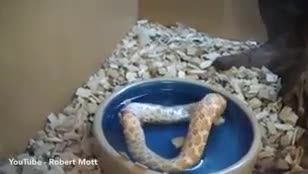 Giải trí - Clip: Con rắn tự ăn đuôi của chính mình và lý do bất ngờ
