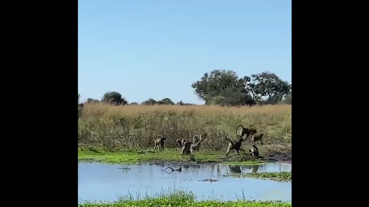 Giải trí - Clip: Khỉ đầu chó tấn công cá sấu cứu đồng loại và cái kết gay cấn