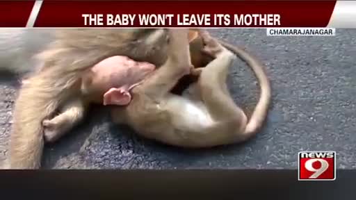 Giải trí - Clip: Khỉ con gào khóc, ôm chặt lấy xác khỉ mẹ bị xe đâm giữa cao tốc
