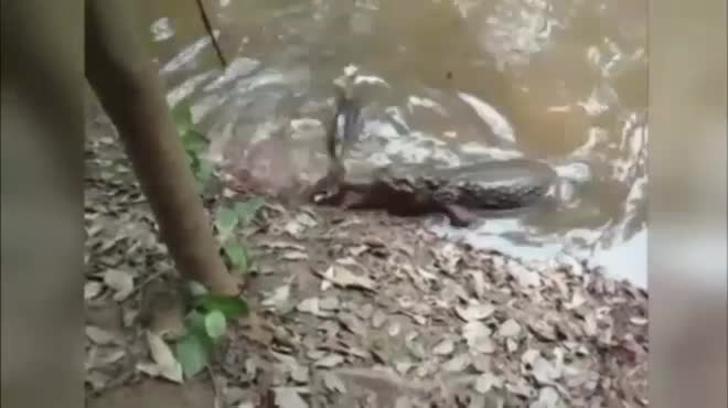 Giải trí - Clip: Lươn điện tung 'đòn hiểm' khiến cá sấu nằm co giật trên sông