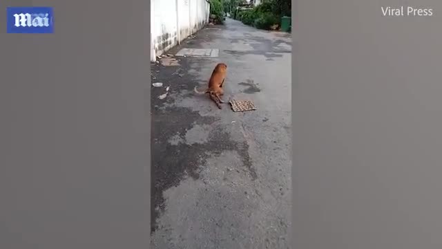 Video - Clip: Chú chó tinh nghịch giả què chân để xin ăn trên phố
