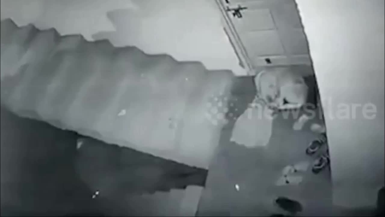 Video - Clip: Báo hoa mai liều lĩnh bắt trộm chó ngay trước cửa nhà dân