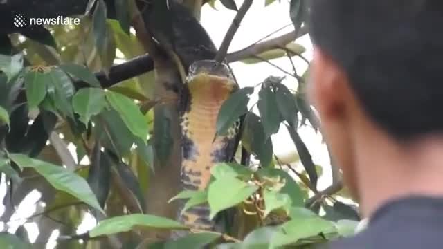 Video - Clip: Rắn hổ mang chúa dài 4 mét bị 9 con chó nhà cắn nát người