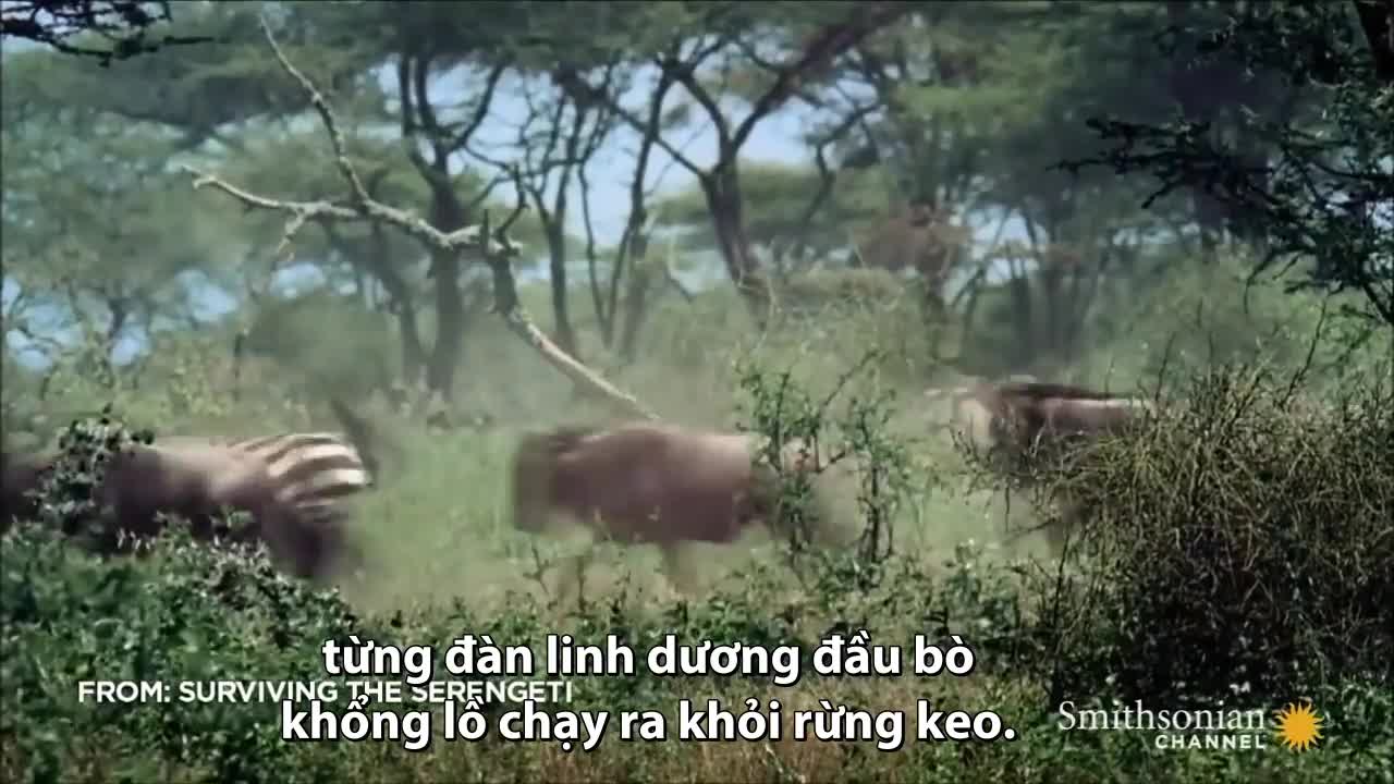 Video - Clip: 1 chọi 3, linh dương đầu bò vẫn khiến bầy báo săn thua bẽ mặt