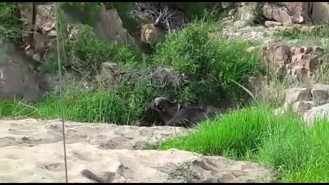 Video - Clip: Cả gan tấn công sư tử đực, trâu rừng nhận ngay kết đắng