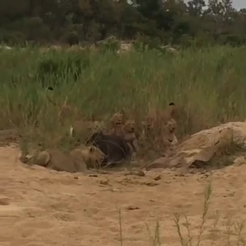 Video - Clip: Trâu rừng nổi điên, húc thủng bụng sư tử để cứu đồng loại