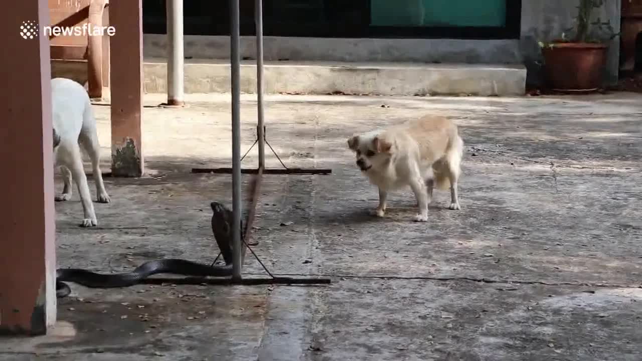 Video - Clip: Đôi chó nhà hợp sức tấn công rắn hổ mang chúa để bảo vệ chủ