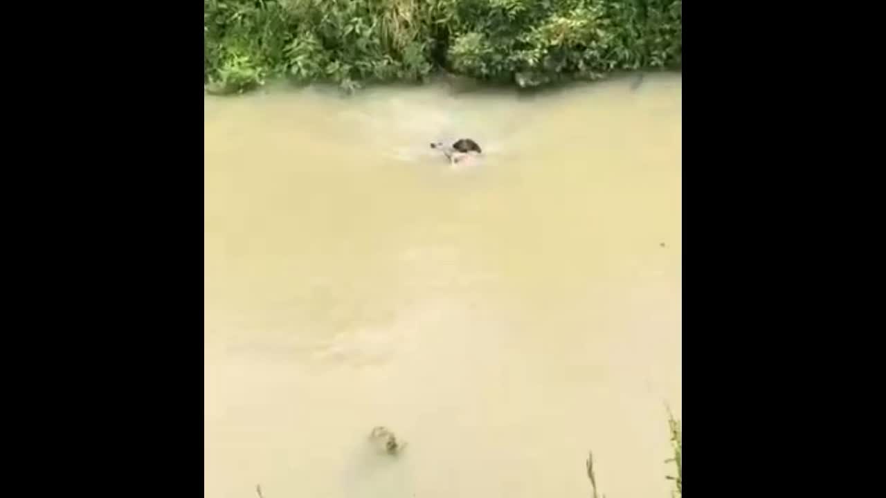 Video - Clip: Chó nhà liều mình lao xuống sông, cứu nai con sắp đuối nước