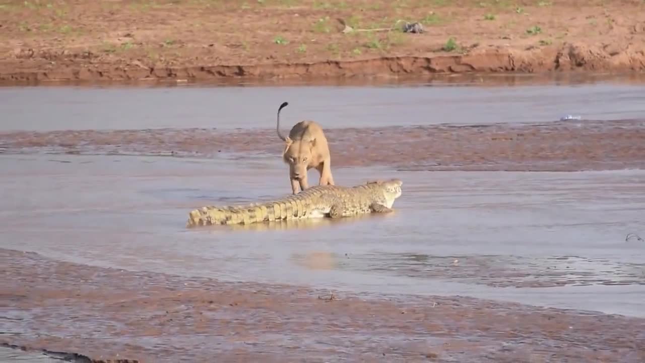 Video - Clip: Bầy sư tử đói tử chiến cá sấu giành xác voi và cái kết gay cấn