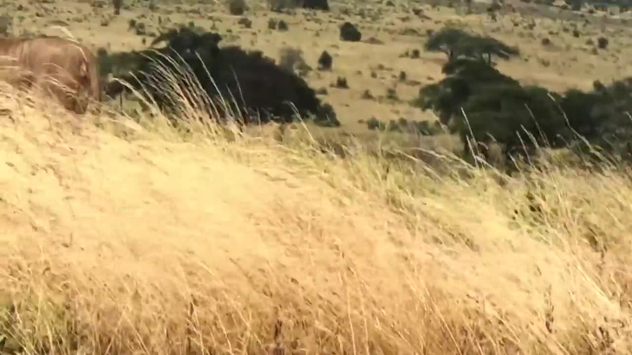 Video - Clip: 500 anh em trâu rừng kéo đến uy hiếp sư tử để giải cứu đồng loại