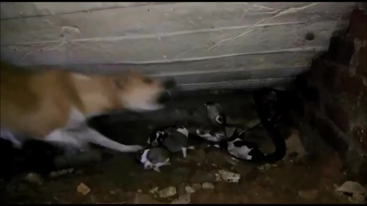 Video - Clip: Con non bị cắn chết, chó mẹ điên cuồng tử chiến rắn hổ mang