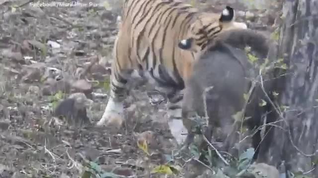 Video - Clip: Bị hổ dữ ngoạm cổ, lợn rừng chật vật phản đòn để giành sự sống