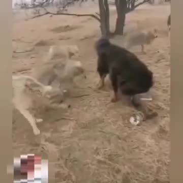 Video - Clip: Ngao Tây Tạng tử chiến cả bầy chó sói để giành mồi và cái kết