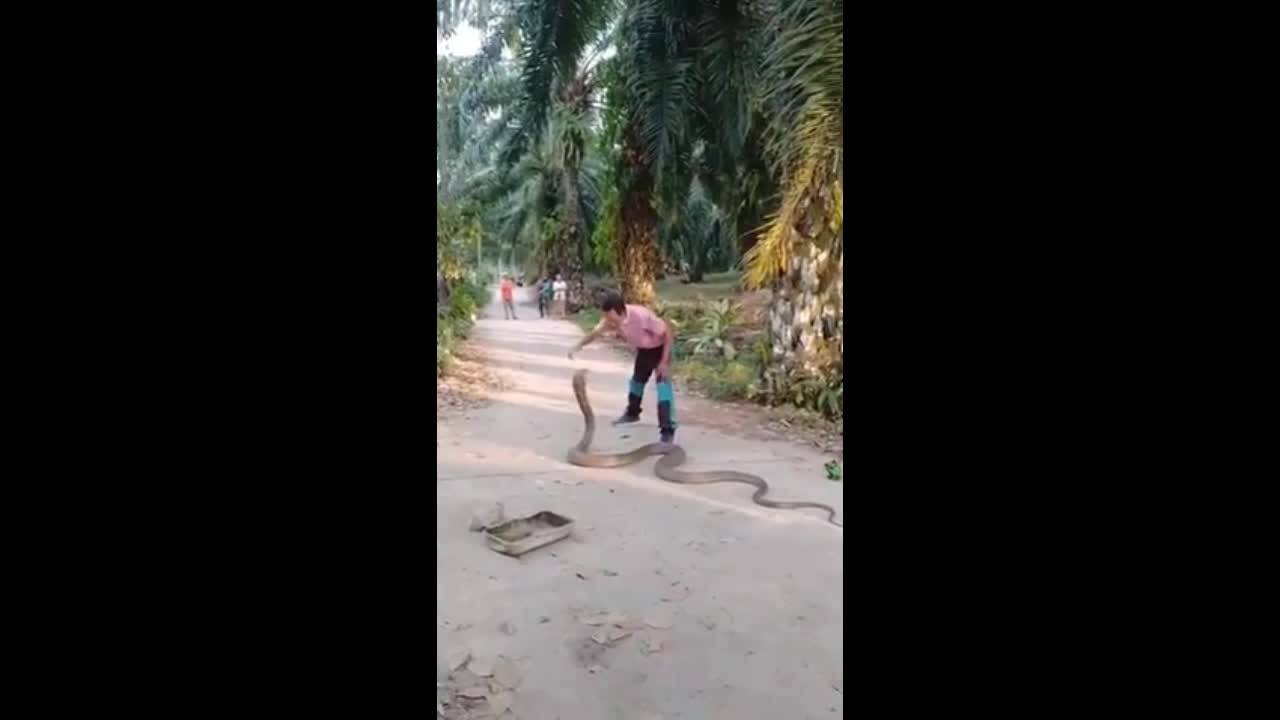 Video - Clip: Người đàn ông dùng tay không bắt rắn hổ mang chúa nặng 10kg