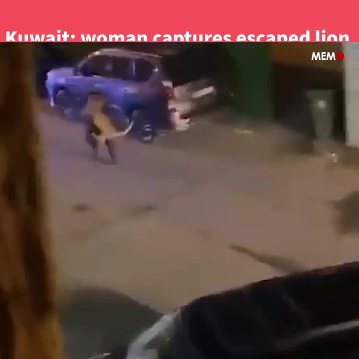 Video - Clip: Người phụ nữ dùng tay không bế sư tử sổng chuồng trên phố