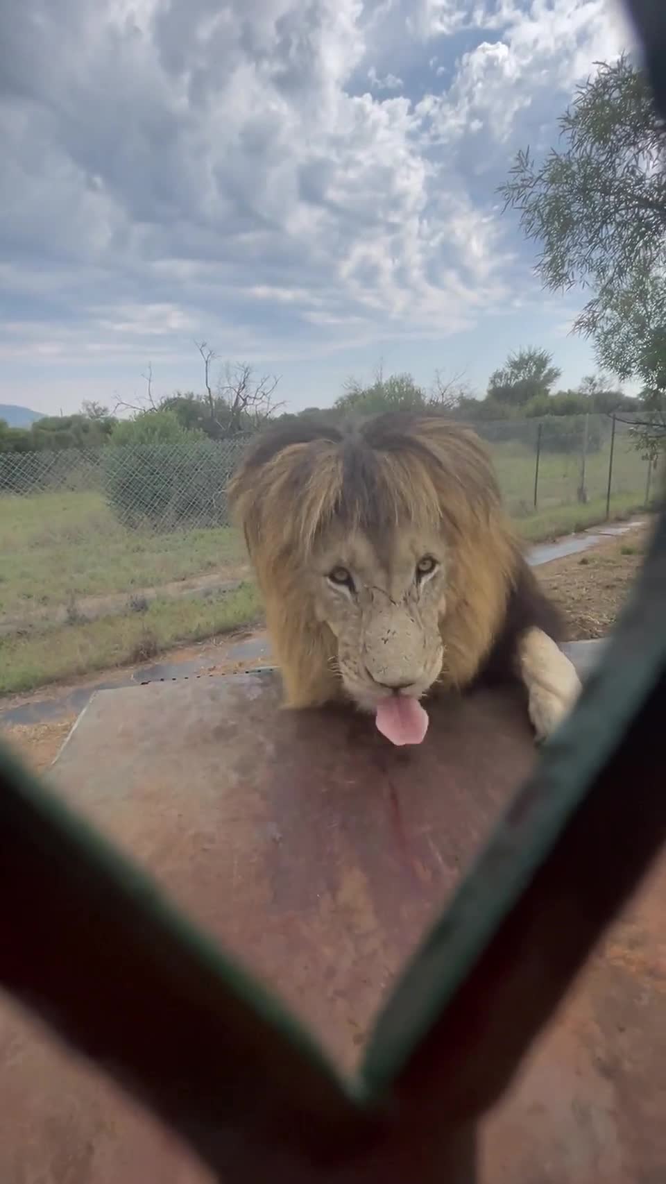 Video - Clip: Sư tử thích thú ngắm người trong lồng ở Nam Phi 
