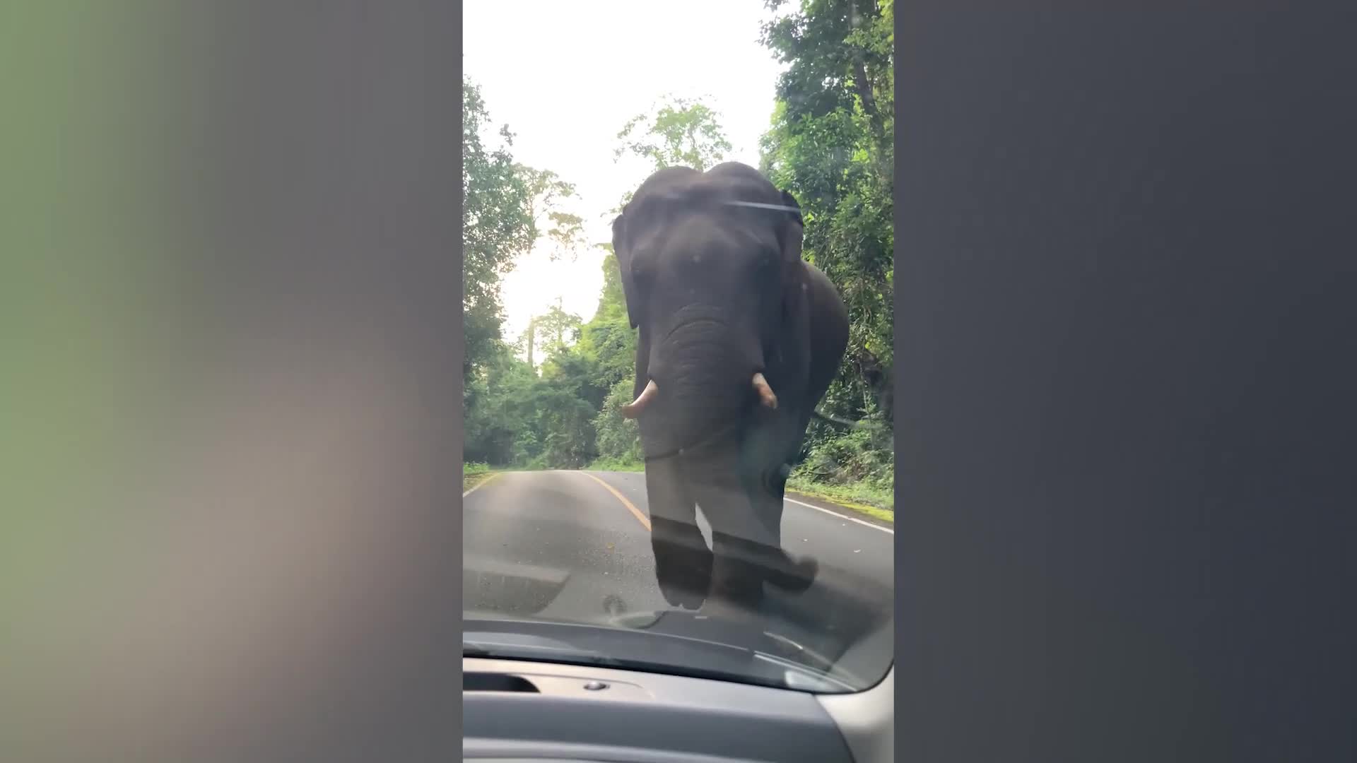 Mới- nóng - Video: Con voi 'khủng' lao ra đường chặn ô tô vì lý do có '1-0-2'