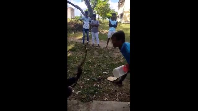 Video - Clip: Người đàn ông liều lĩnh hôn vào đầu rắn hổ mang và cái kết