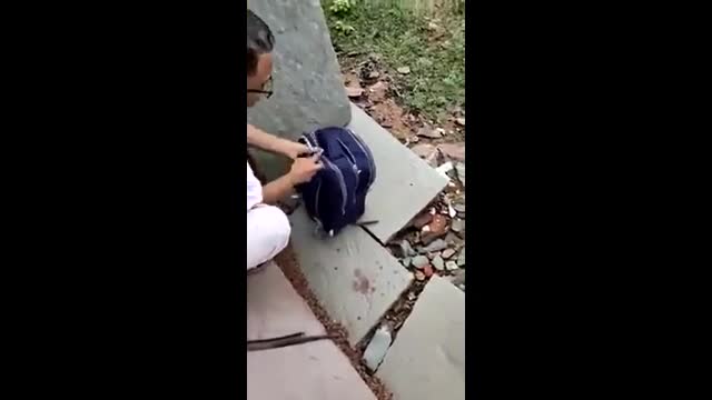 Video - Clip: Sốc cảnh rắn hổ mang cực độc rơi ra từ trong cặp sách
