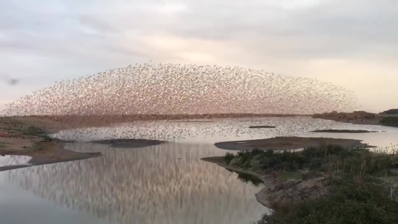 Video - Clip: Hút mắt màn bay lượn của ngàn chim như sóng thần