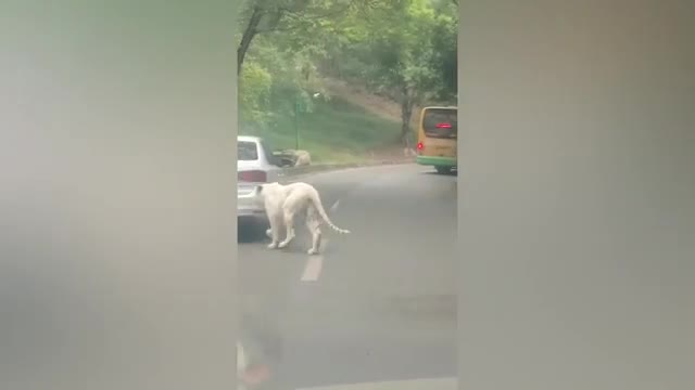 Video - Clip: Hổ trắng dùng răng cắn ô tô khiến du khách thất kinh