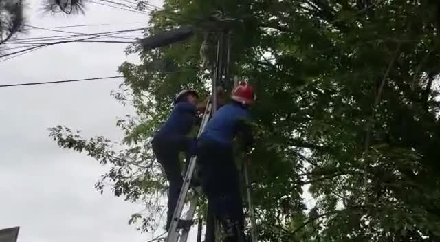 Video - Clip: Nghẹt thở giải cứu con khỉ bị dây cáp quấn mắc kẹt trên cột điện