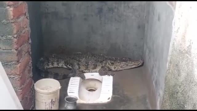 Video - Clip: Giật mình phát hiện cá sấu khổng lồ trong nhà vệ sinh