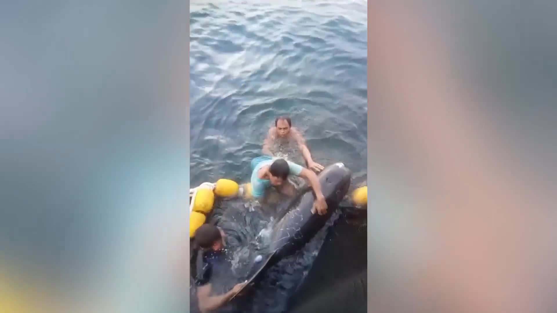 Video - Clip: Giải cứu chú cá voi bị mắc kẹt trên biển 