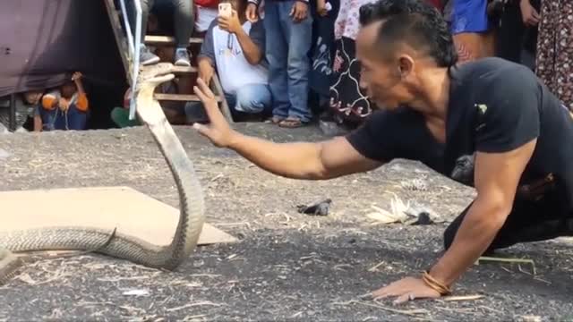 Video - Clip: Trổ tài bắt rắn hổ chúa bằng tay không, người đàn ông nhận kết đắng