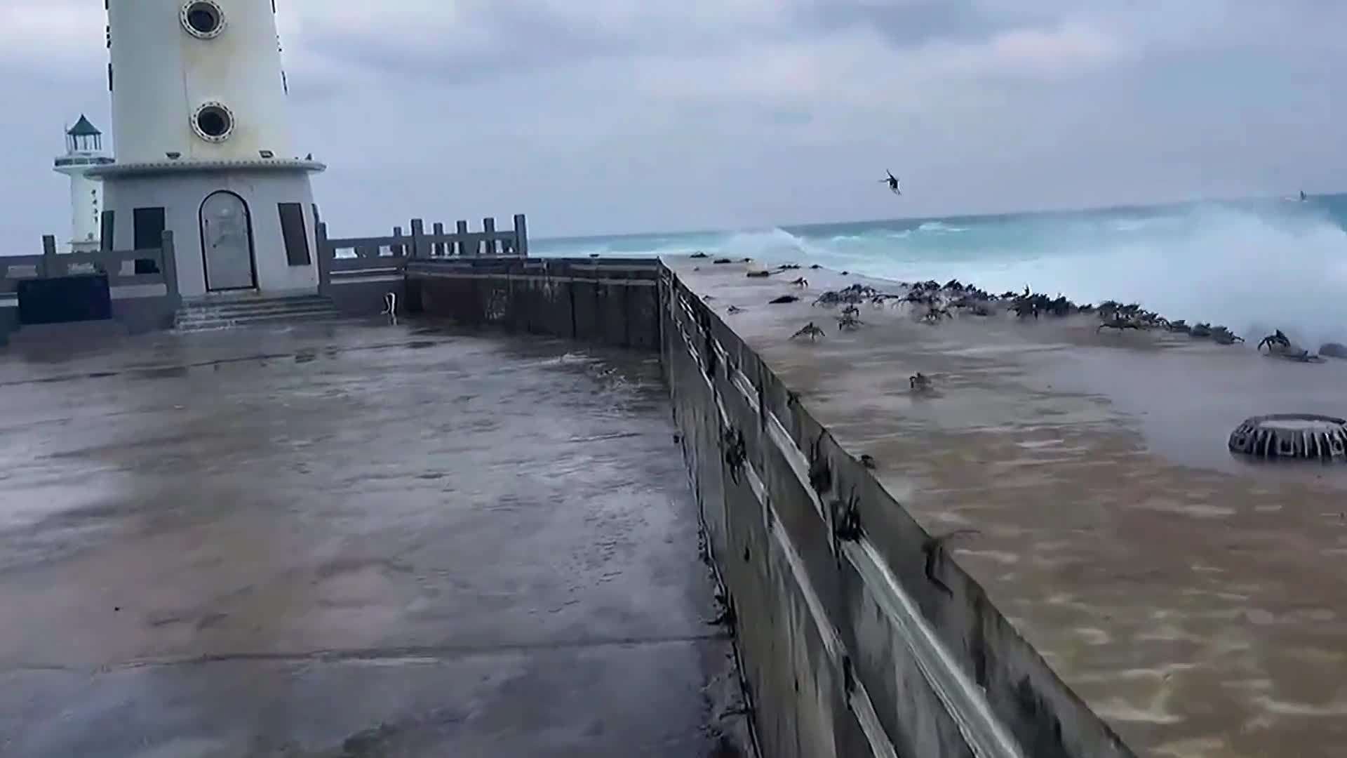 Video - Clip: Hàng trăm con cua bị bão thổi bay qua một bức tường chắn sóng