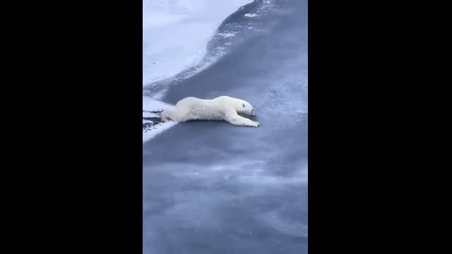 Video - Clip: Lý do đằng sau hành động kỳ quặc của con gấu Bắc Cực