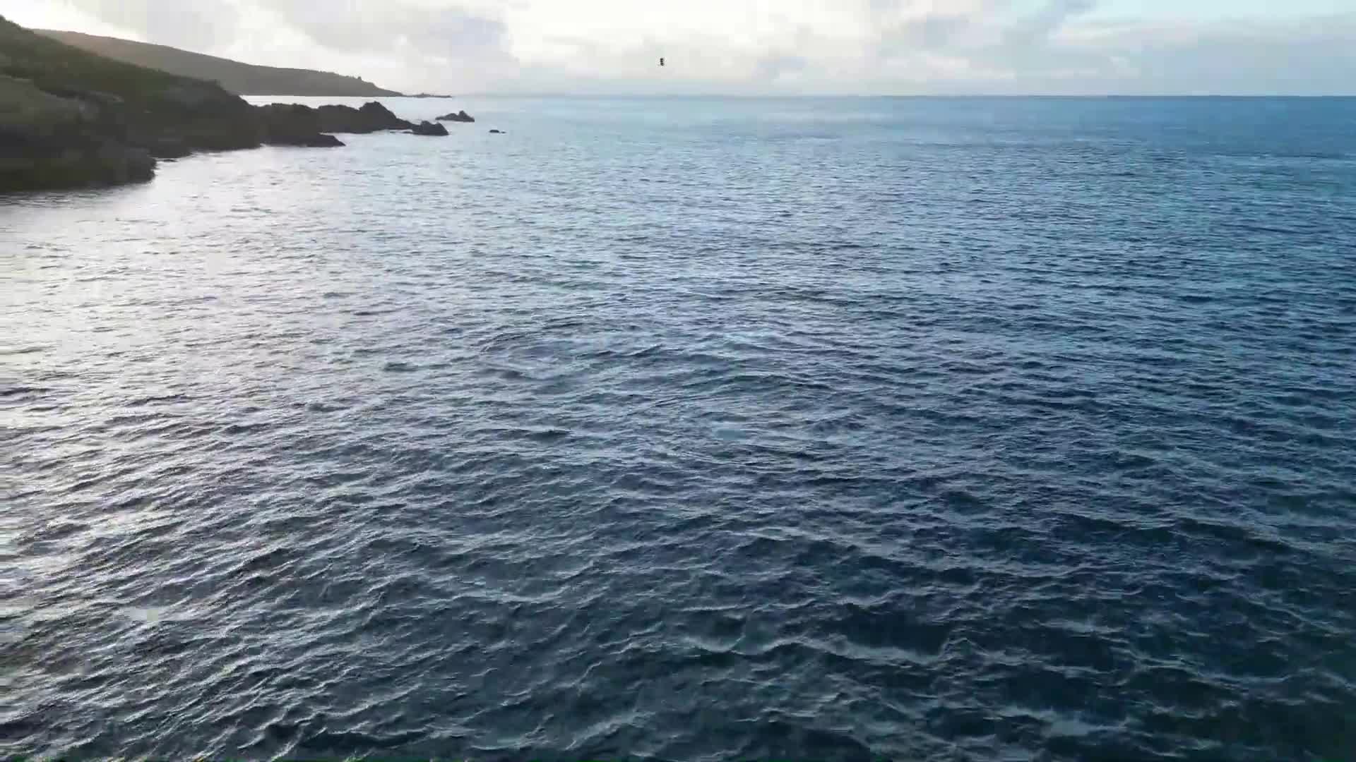 Video - Clip: Cá ngừ vây xanh điên cuồng kiếm ăn ngoài khơi bờ biển nước Anh