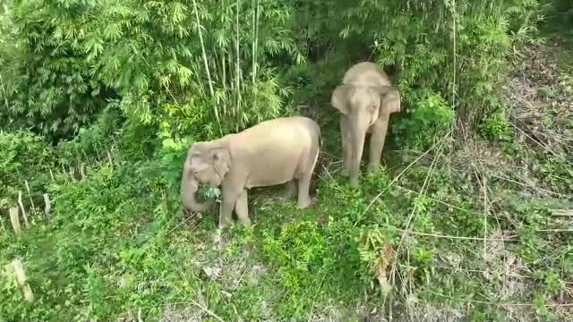 Mới- nóng - Clip: Cận cảnh 2 mẹ con voi vào rừng keo của người dân để kiếm ăn