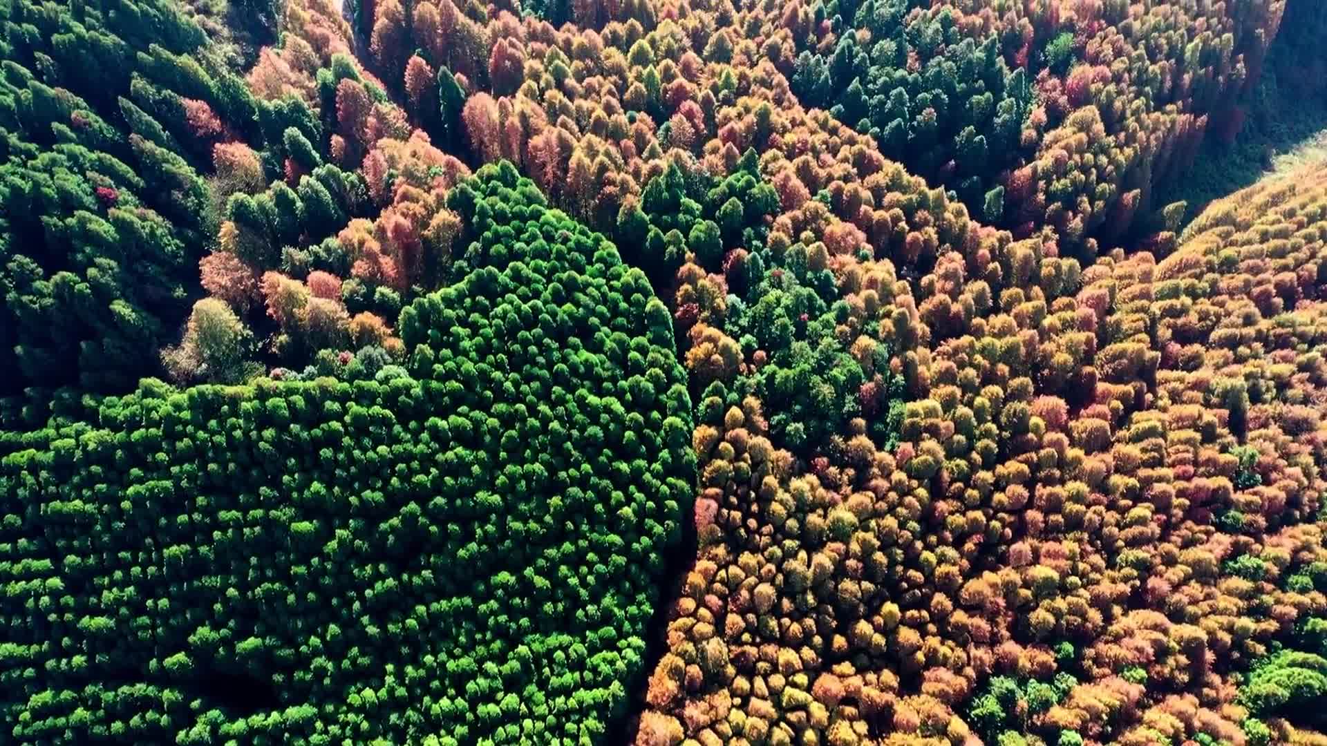 Video - Clip: Mãn nhãn hình ảnh cánh rừng chia đều thành hai màu vào mùa thu
