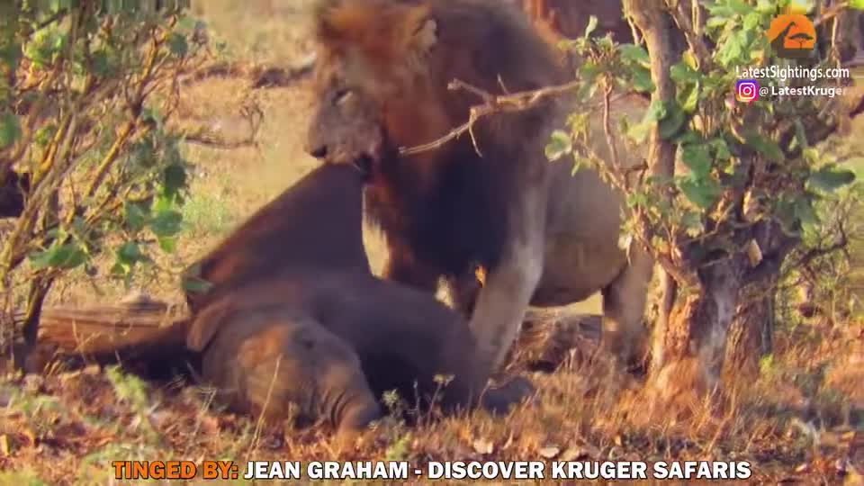 Video - Clip: Sư tử 'đánh chén' xác voi con bí ẩn