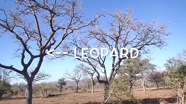 Video - Clip: Báo hoa mai mạo hiểm trèo lên ngọn cây bắt khỉ và cái kết