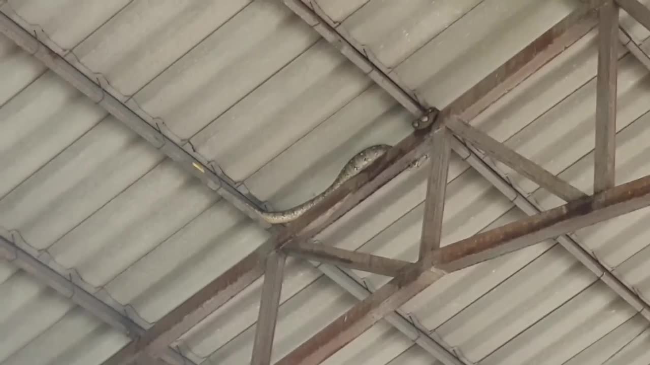 Video - Clip: Thót tim cảnh thanh niên trèo lên mái nhà bắt con trăn dài 3m 