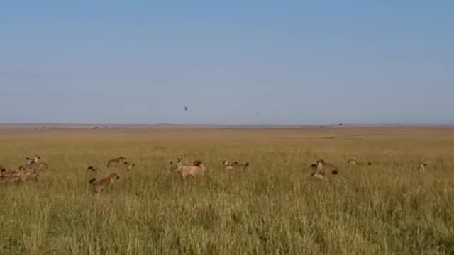 Video - Clip: Sư tử một mình đấu với bầy linh cẩu dữ tợn và cái kết