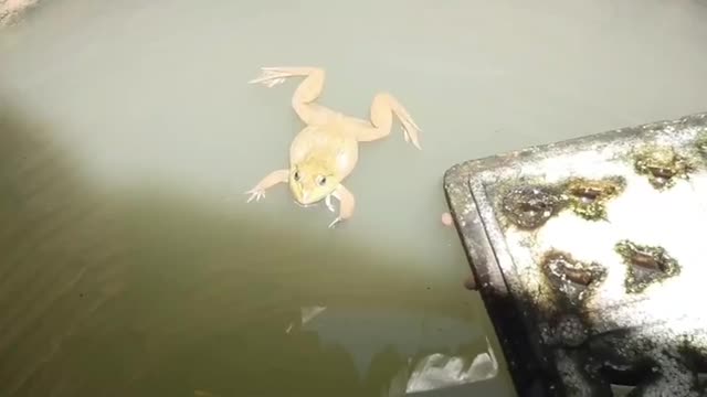 Video - Clip: Phát hiện con ếch 6 chân kỳ lạ