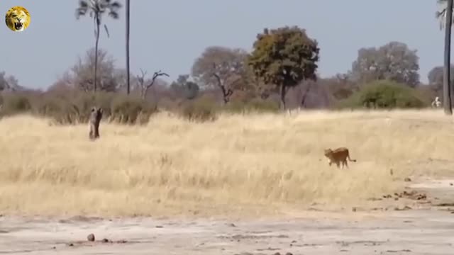 Video - Clip: Cú lật ngược tình thế ngoạn mục của linh dương khi đụng độ sư tử