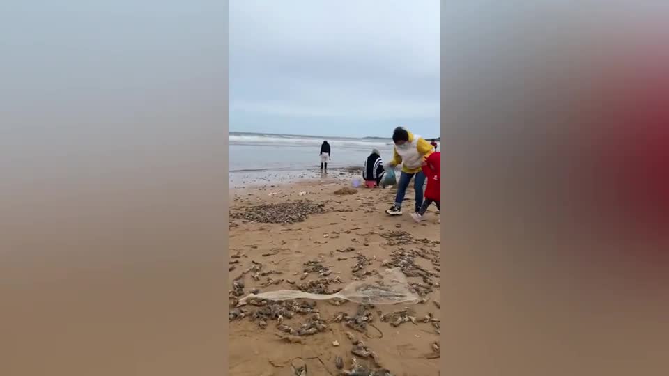 Video - Clip: Người dân đổ xô đi thu gom tôm khi hàng nghìn con trôi dạt vào bãi biển