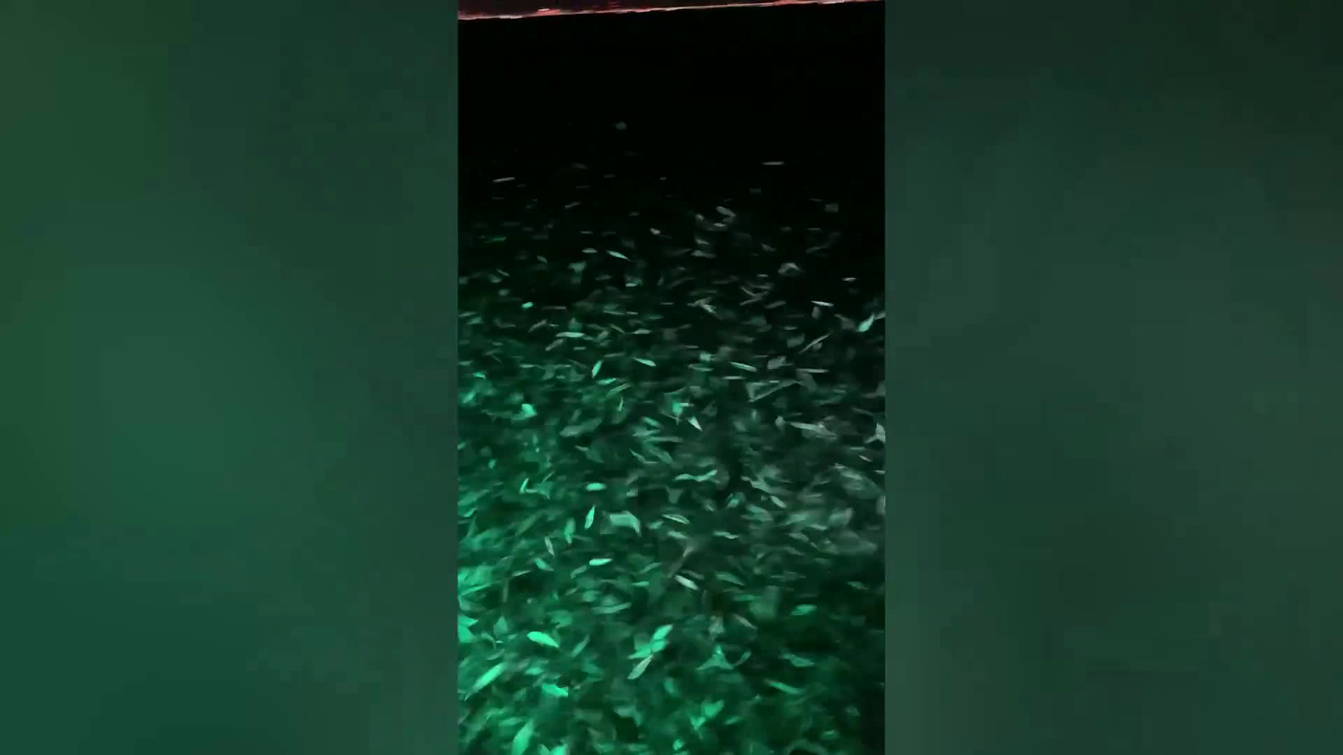 Video - Clip: Khoảnh khắc hàng nghìn con cá nhảy lên khi thuyền đi tới