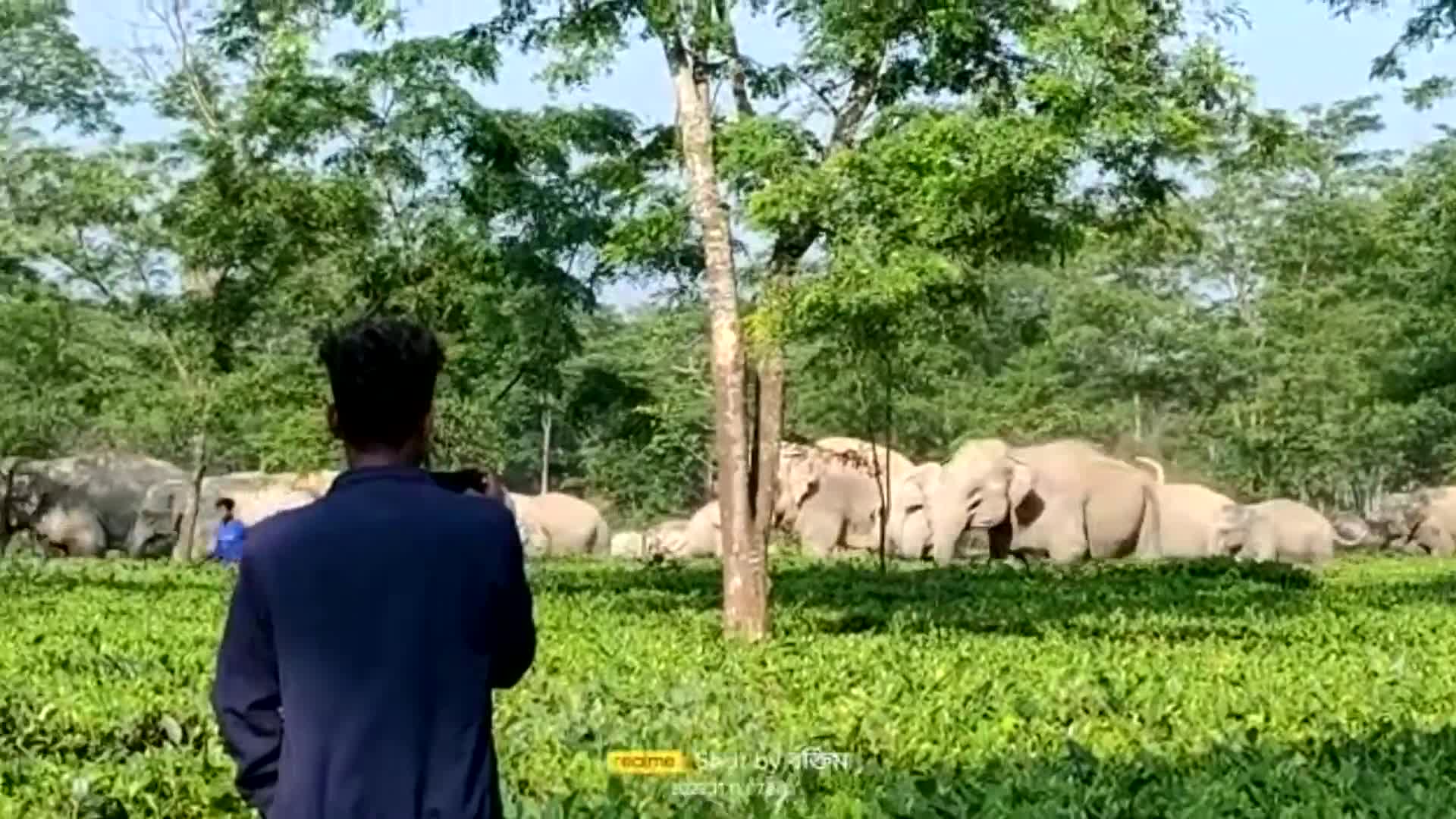 Video - Clip: Người dân tháo chạy khi bị voi đuổi trong vườn