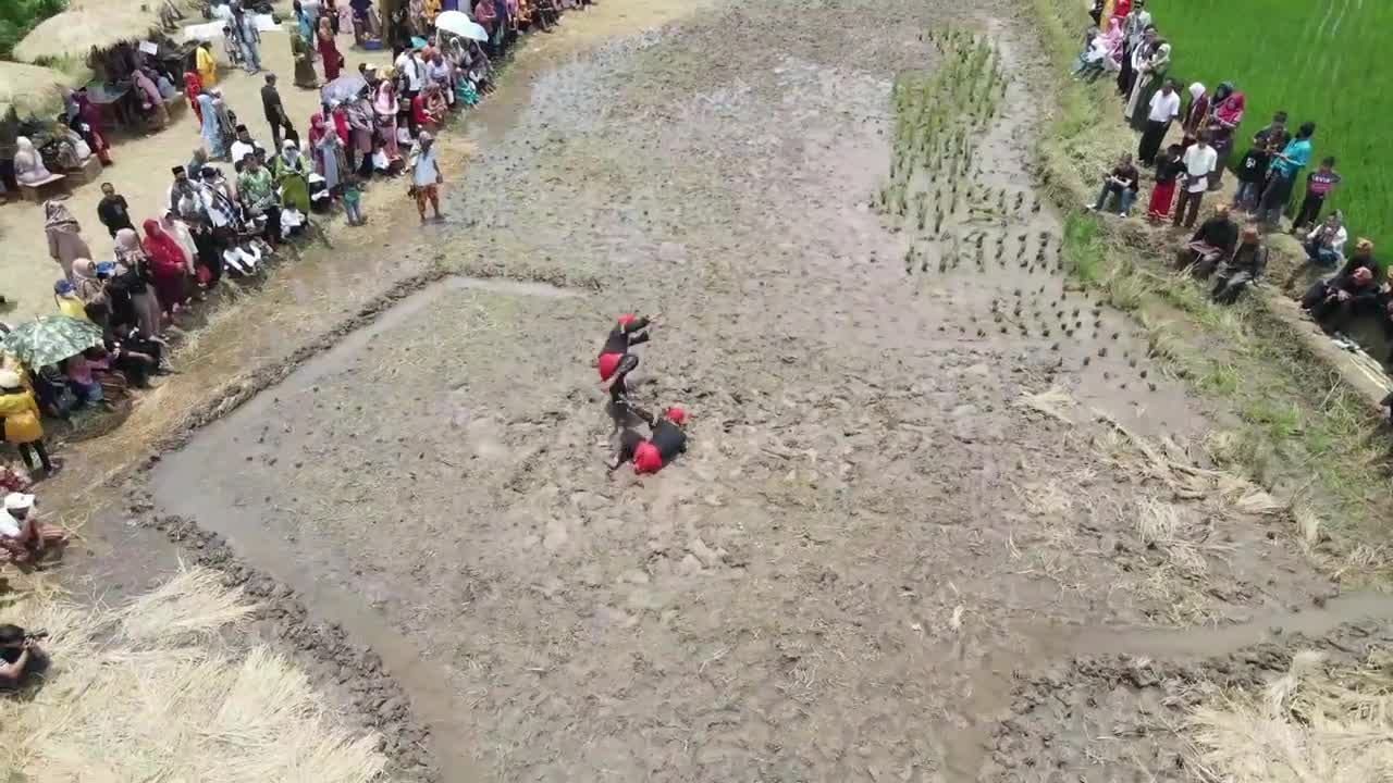 Video - Clip: Màn giao đấu điêu luyện của các võ sĩ Indonesia trên ruộng lúa