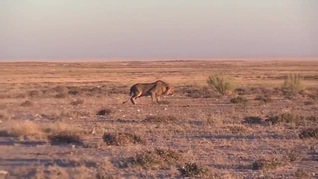 Video - Clip: Lửng mật đối đầu sư tử và cái kết khó tin