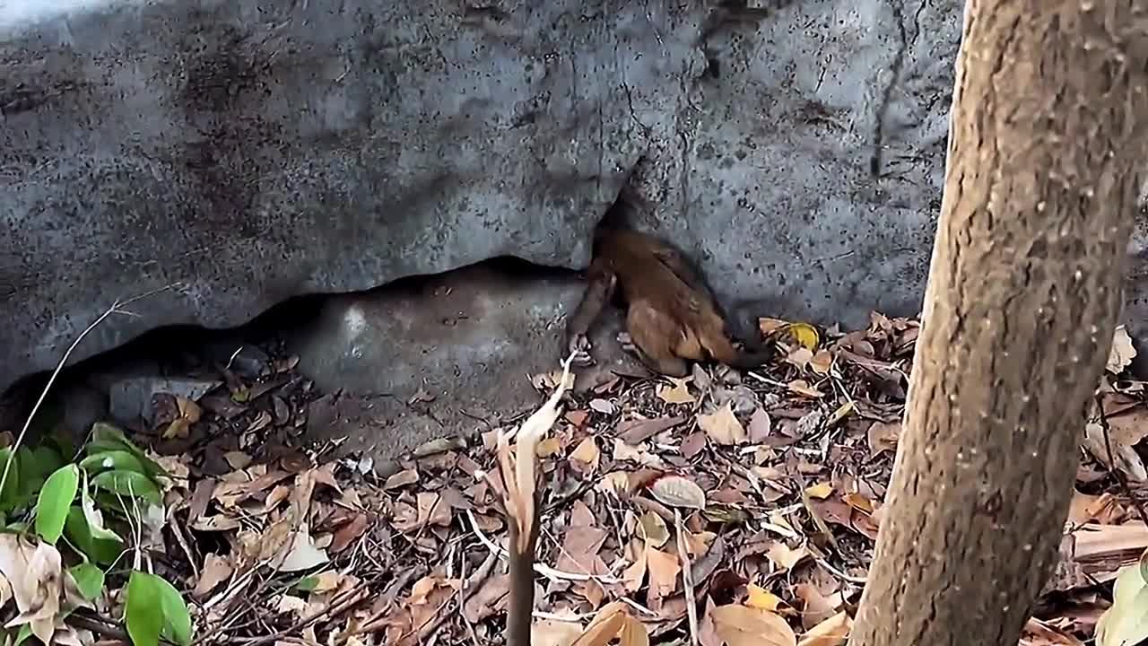 Video - Clip: Giải cứu con khỉ bị mắc kẹt giữa những tảng đá